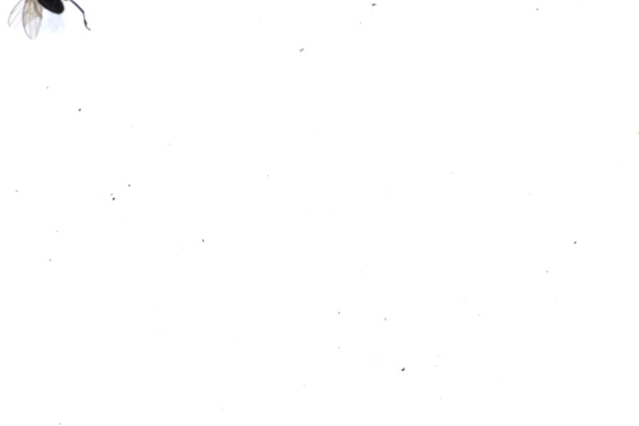Image 71